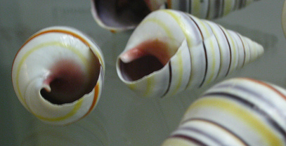 Liguus virgineus, Nahaufnahme