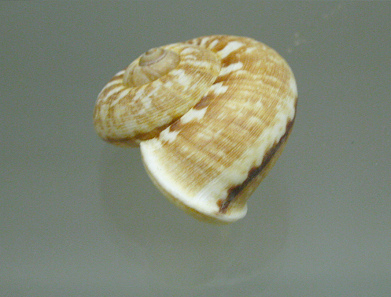 Cyclophorus appendiculatus,
                              Nahaufnahme