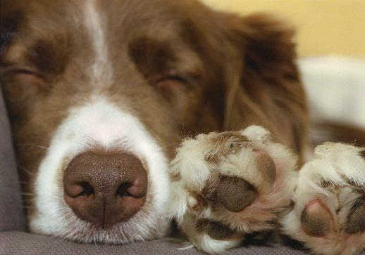 Stop animal
                  experiments - e.g. with dogs