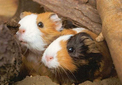Stop animal experiments - e.g.
                  with guinea pigs