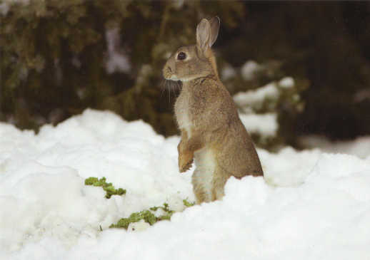 Stop animal
                  experiments - e.g. with rabbits