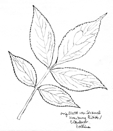 Strauch: Schwarzer Holunder, Fiederblatt