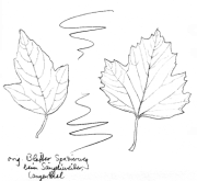 Feuerahorn, Bl�tter