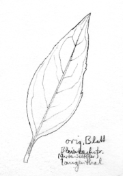 Gr�ne Forsythie,
                        Blatt