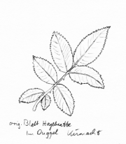Hagebutte,
                        Fiederblatt