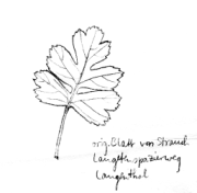 Eingriffiger Weissdorn, Blatt