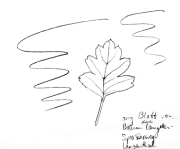 Zweigriffiger Weissdorn, Blatt