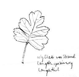 Strauch: Eingriffiger Weissdorn, Blatt