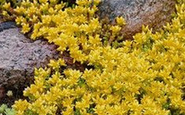 Pampajarito (Sedum acre)