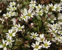 Draba
                        verna, Erophila verna