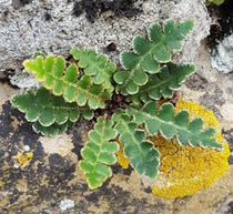 Doradilla (Asplenium ceterach)