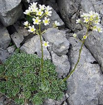 Saxifraga
                        spaniculata