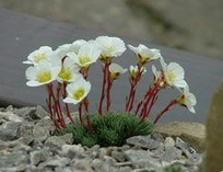 Saxifraga
                        burseriana