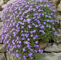 Aubrieta x
                        cultorum