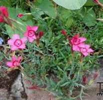 Dianthus deltoides
