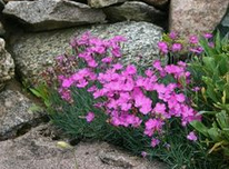 Cheddar rosa
                          (Dianthus gratianopolitanus)