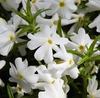 Phlox subulata