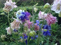 Aquilegias / colombinas, en
                        diferentes colores