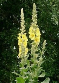 Mullein
                        (Verbascum)