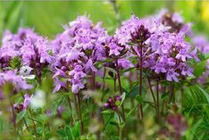 Serpol
                          (Thymus serpyllum)