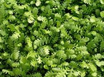 Cotula dioica, vista de cerca