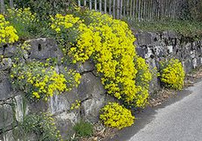 Cesto de oro (Alyssum saxatile)