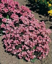 Arabide (Arabis caucasica)