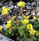 Saxifraga x eudoxiana 'Haagii'