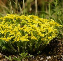 Orpin dulce (Sedum sexangulare)
