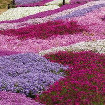 Flox
                        musgoso (Phlox subulata)