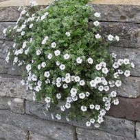 Albarada (Gypsophila repens)