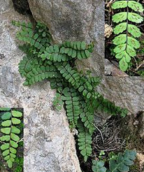 Culantrillo menudo (Asplenium trichomanes)