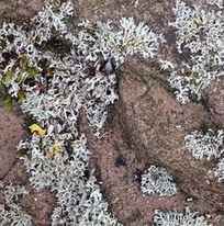 Liquenes: Cladonia sp
                      (Flavocetraria nivalis) en un muro