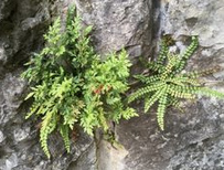 Peque�o helecho (Asplenium ruta-muraria)