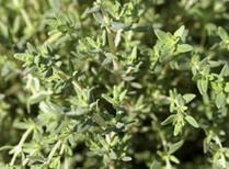 Tomillo