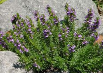 Ajedrea
                    (Satureja montana)