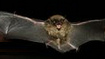 Murci�lagos
              (Microchiroptera)