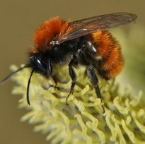 una aveja silvestre Andrena fulva