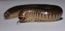 Milpi�s (Myriapoda)