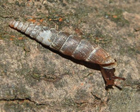 caracoles
                Clausiliidae