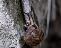 caracol de las rocas (Helicigona lapicida)