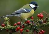 Carbonero com�n (Parus major)