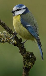 Herrerillo com�n
                      (Cyanistes caeruleus, Syn.: Parus caeruleus)