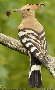 una abubilla (Upupa
                          epops)
