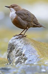 Mirlo acu�tico europeo (Cinclus cinclus)