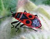 un chinche de la malva
                            (Pyrrhocoridae)