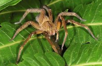 ara�a tar�ntula (Lic�sidos -
                          Lycosidae)