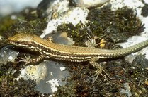 Lagartija roquera (Podarcis muralis)