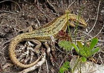 Lagartija viv�para (Lacerta vivipara)