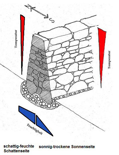 Schema einer freistehende
                              Trockenmauer nur aus Stein mit
                              Nord-S�d-Seiten mit extremen
                              Mikroklimaunterschieden, Schema von
                              Gerhard Stoll, erg�nzt von Michael
                              Palomino